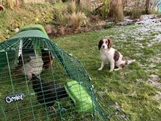 Galline che beccano l'erba nel loro percorso, con un cane seduto accanto a loro