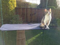 Un gattino seduto sulla mensola della sua gattaiola all'aperto