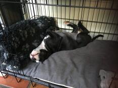 Sicuramente ottiene il sigillo di approvazione dal nostro cucciolo! 