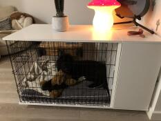 Un cane in un Fido Studio con un armadio attaccato e una cuccia grigia Omlet all'interno