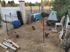 Fare una zona nel vostro giardino per tenere i polli.