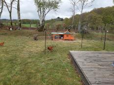 Omlet recinzione per polli in giardino