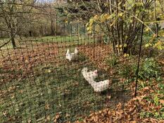 Alcuni polli che beccano il terreno in cerca di semi, dietro il loro recinto per polli