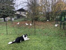 Un cane che controlla i polli dietro il loro recinto