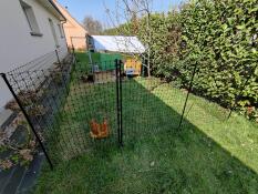 Recinzione di pollo in un giardino, che circonda una coop e alcuni polli