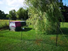 Un giardino con un recinto per polli e una viola Eglu Cube