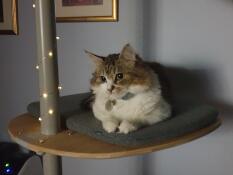 Un gatto seduto su un gradino del suo albero di gatto indoor