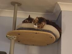 Due gatti sul loro albero del gatto
