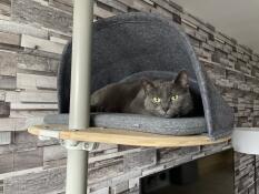 Un gatto grigio che si nasconde nella sua caverna, appollaiato sul suo albero di gatto indoor