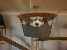 Un gatto che sbadiglia nell'amaca del suo albero di gatto indoor