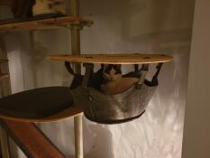 Un gatto nel cesto del suo albero di gatto indoor
