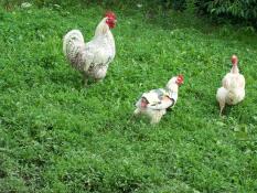 Un pollo che indossa un giubbotto giallo ad alta visibilità