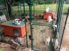 Quattro gatti in una corsa in un giardino allestito con letti per gatti e giocattoli