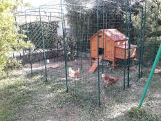 Pollaio di legno in Omlet passeggiata in esecuzione di pollo