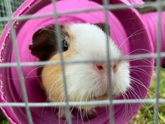 Il mio adorabile cappuccino è molto curioso e ama esplorare - il tunnel la tiene occupata? 