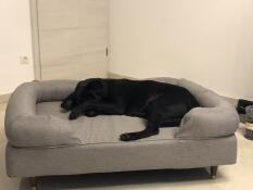 Milo adora il suo nuovo letto. da quando l'abbiamo preso, si sdraia solo lì. ora ne ordina un secondo per la camera da letto. 
