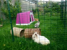 Una coppia di conigli nel loro recinto, accanto alla loro conigliera rosa