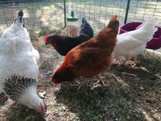 Alcuni polli che beccano i chicchi caduti a terra dal loro giocattolo da beccare