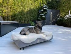 Cane sdraiato su Omlet Topology letto per cani con topper in pelle di pecora e piedi neri tornanti