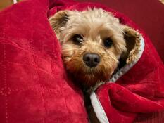 E' già natale!? pip è comodo come un insetto in un tappeto a tema natalizio. 