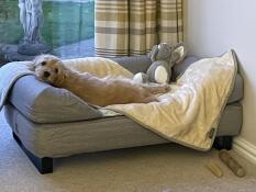 Un cane che riposa sul suo letto grigio e la sua coperta