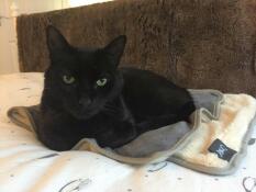 Smudge ama la sua coperta accogliente!