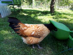 Pollo in mangiatoia