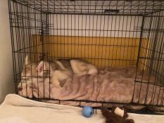 Cane dormire Omlet Fido cassa per cani