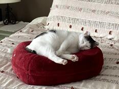 Il nostro gattino adora il suo nuovo letto Omlet!