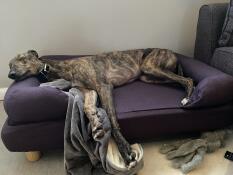 Un cane che dorme nel suo letto blu