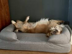 Monty è molto felice (eleni portch)