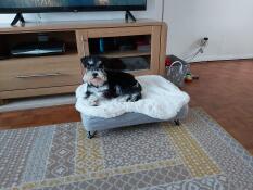 Il nostro cucciolo di mini schnauzer ama il suo nuovo letto per ragazze grandi