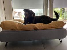 Un cane marrone felice sul suo letto grigio con topper beanbag giallo