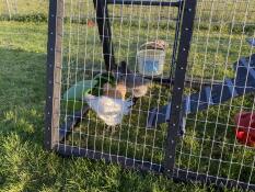 Il pollo felice si Gode la colazione 