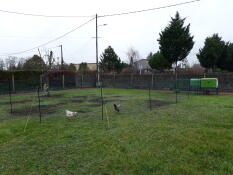 Due polli dietro il recinto del pollo in un giardino con un Eglu Cube pollaio