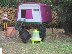 Polli che mangiano dalla mangiatoia davanti a Omlet viola Eglu Cube grande pollaio