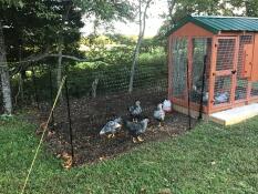 Omlet recinzione per polli con polli