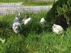Piccoli polli bianchi e neri in un giardino dietro un recinto per polli