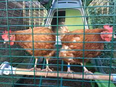 La gallina edina e il pollo patsy stanno sul loro trespolo!