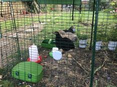 I miei tre bantamani pekin sul loro trespolo. lo adorano!