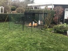 Quattro galline che beccano del cibo circondate da un recinto Omlet ltd.