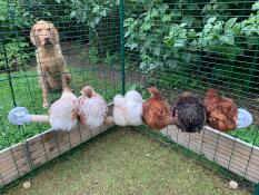 Cane guardando i polli appollaiati su Omlet trespolo pollo universale in Omlet passeggiata in chicken run