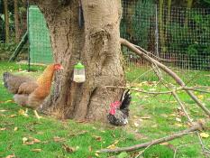 Pollo con Omlet giocattolo becco e Omlet pollo recinzione