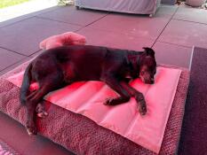 Un cane sdraiato su un tappeto refrigerante
