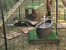 I gatti si sono seduti all'interno di un recinto di gioco walk in run con una fontana e molti altri giocattoli