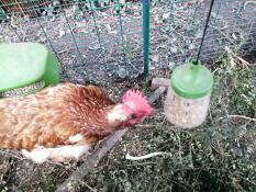 Petula si Gode il suo giocattolo