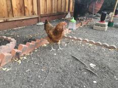 Una gallina in un giardino con un becco appeso