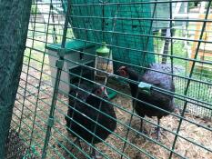 Polli in Omlet Eglu pollaio correre con Pendant peck giocattolo
