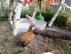 Pollo in corsa con Omlet peck toy