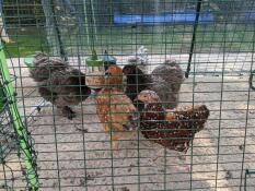 Uno stormo di galline che si divertono con un giocattolo Omlet peck.